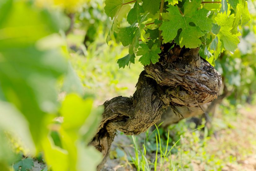 Il Grignolino nei vigneti di Hic et Nunc