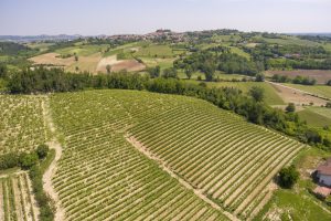 L’albero genealogico del Grignolino: il Nebbiolo è il “nonno”, la Freisa la “zia”