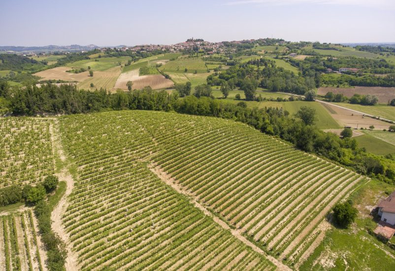 Il Grignolino nei vigneti di Hic et Nunc
