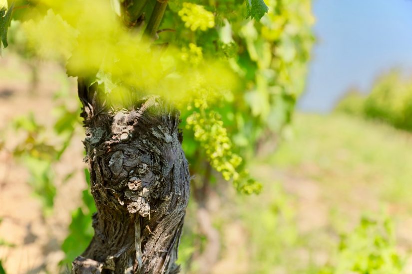 Il Grignolino nei vigneti di Hic et Nunc