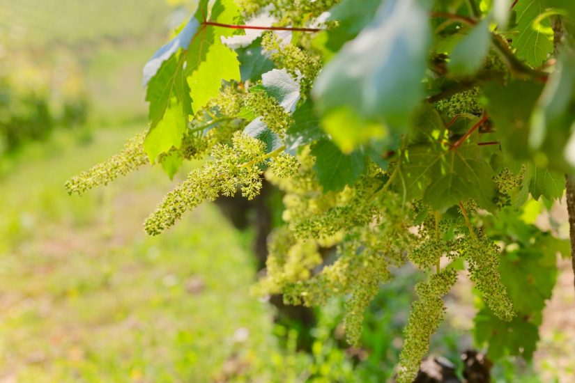 Il Grignolino nei vigneti di Hic et Nunc
