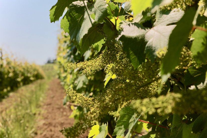 Il Grignolino nei vigneti di Hic et Nunc