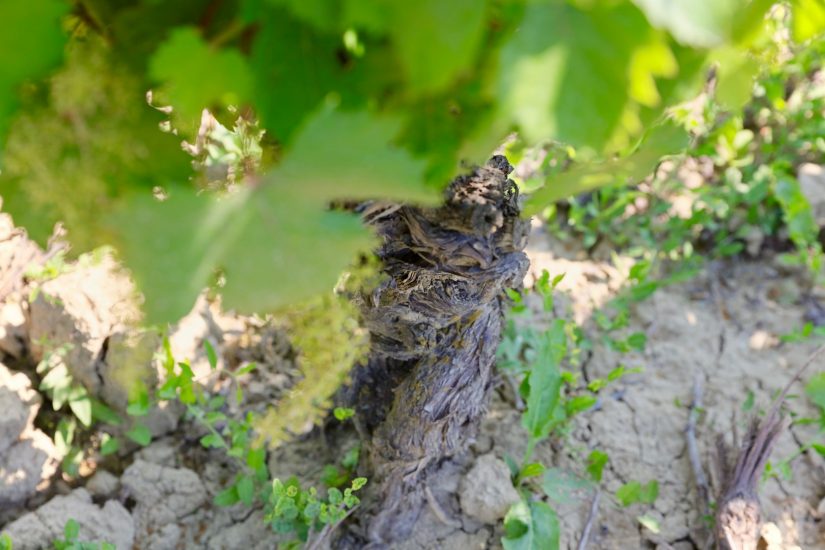 Il Grignolino nei vigneti di Hic et Nunc