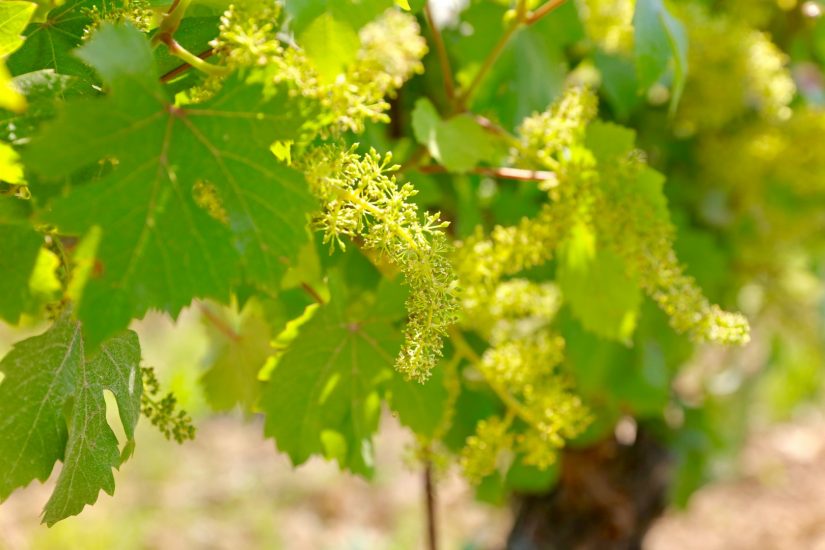 Il Grignolino nei vigneti di Hic et Nunc