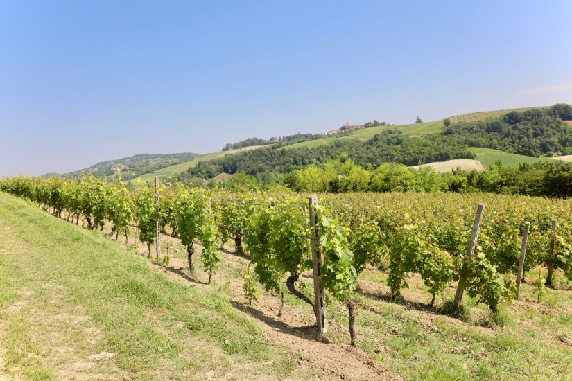 Il Grignolino nei vigneti di Hic et Nunc