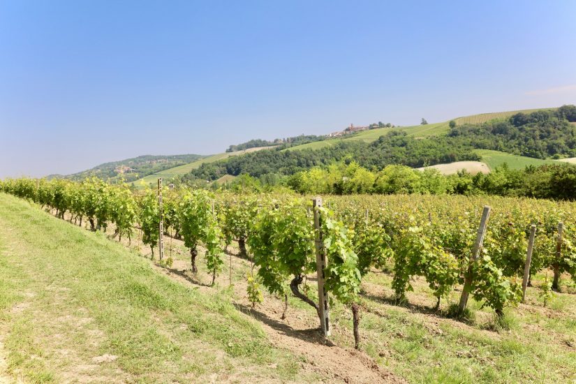 Il Grignolino nei vigneti di Hic et Nunc