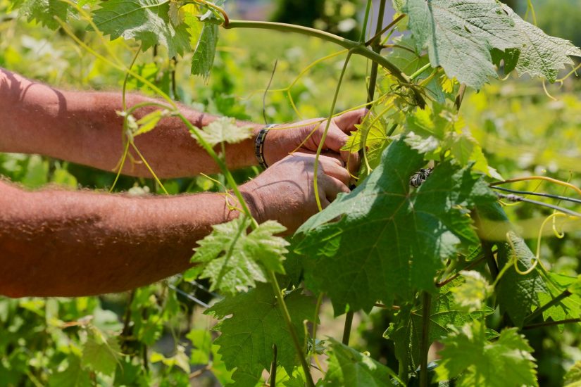 Il Grignolino nei vigneti di Hic et Nunc