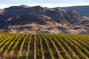 Dalla Russia l’ennesimo piano di espansione delle superfici vitate: funzionerà?