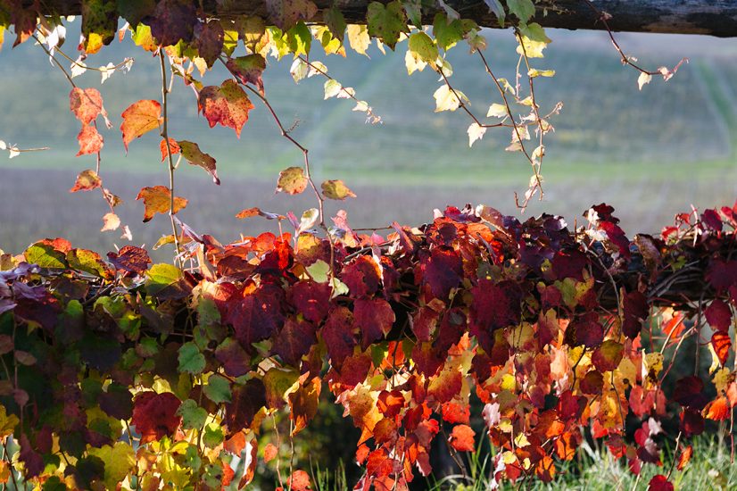 Villa Sparina, cantina icona del Gavi