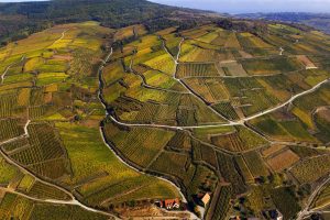 Trasparenza in etichetta: i vini di Alsazia indicano il grado zuccherino sui loro vini fermi
