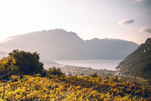 I Quaderni di WineNews - Trentodoc