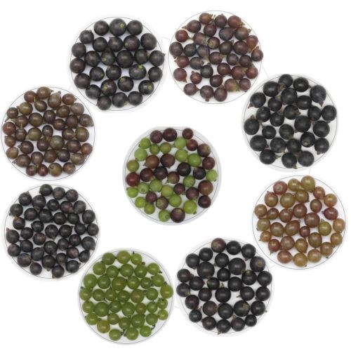 La ricerca sul genoma della vite