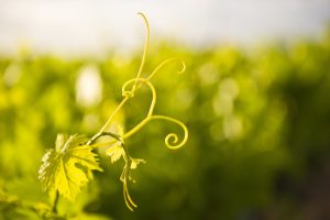 Tea & vitigni resistenti, “avanti tutta” da parte del Crea. Con il mondo del vino interessato