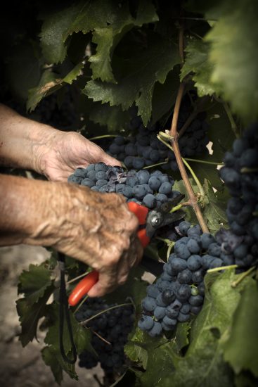 Le foto di Dirk Vogel per Varvaglione1921