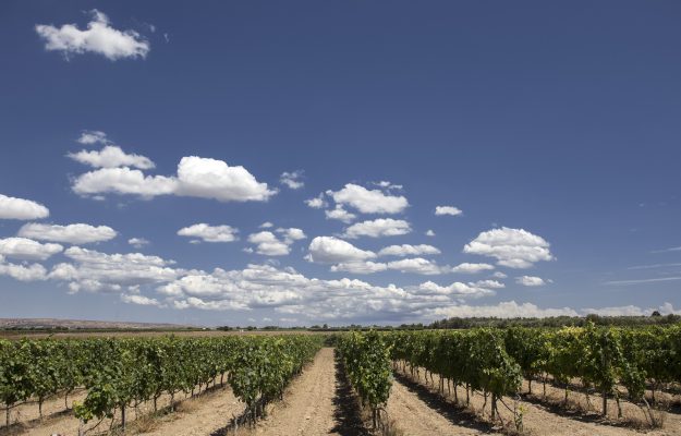 CHRISTOPHE HANSEN, COMMISSARIO UE ALL’AGRICOLTURA, COMPETITIVITA, Europa, EUROPEAN WINE SUMMIT, FUTURO, IMPRESE, ISTITUZIONI, MARZIA VARVAGLIONE, vino, Italia