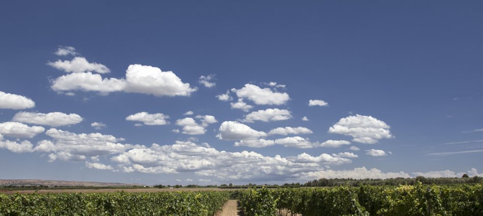 Il vino europeo rilancia sulla competitivit&agrave;: i messaggi dello &ldquo;European Wine Summit&rdquo; by Ceev