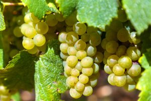 Taggia sarà la sede del “Centro Internazionale per lo Studio della Storia della Vite e del Vino”