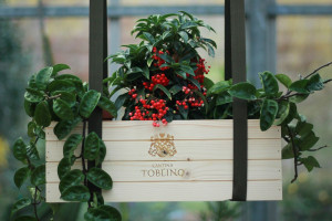 La cassetta di vino rinasce e diventa un vaso: idea ecosostenibile firmata da Cantina Toblino