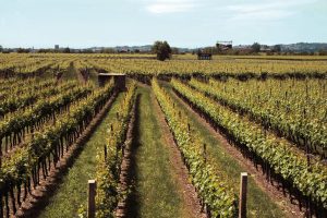 Via al limite produttivo dei 300 quintali ad ettaro: via libera dalla Conferenza Stato Regioni