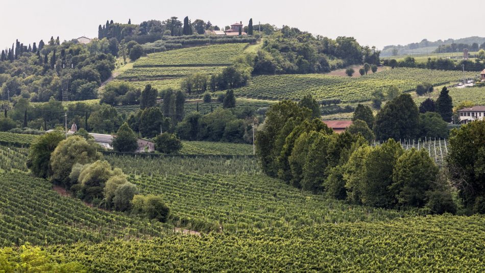 I distretti del Bardolino: Sommacampagna