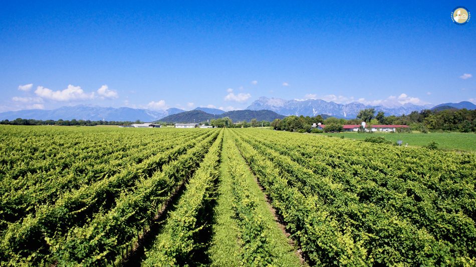 I vigneti di Pinot Grigio in Friuli