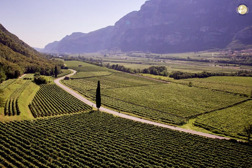 I vigneti di Pinot Grigio in Val d’Adige