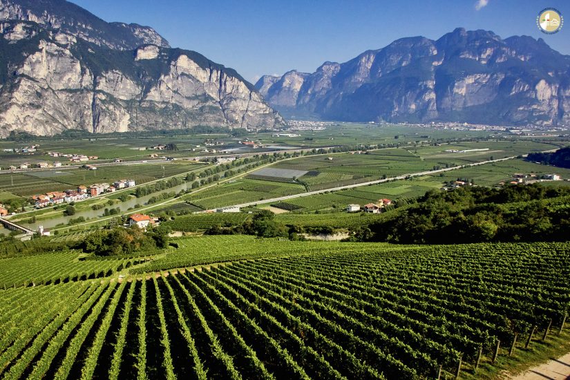 I vigneti di Pinot Grigio in Trentino