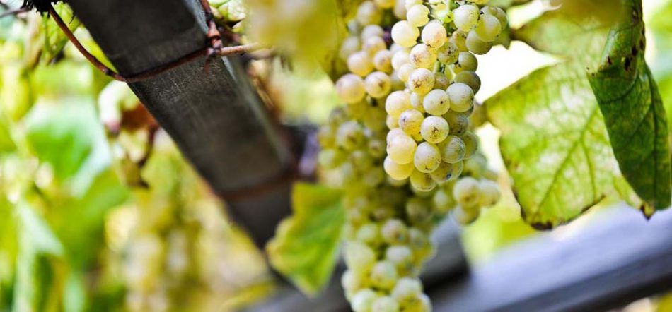 La riscossa dell’Erbaluce di Caluso