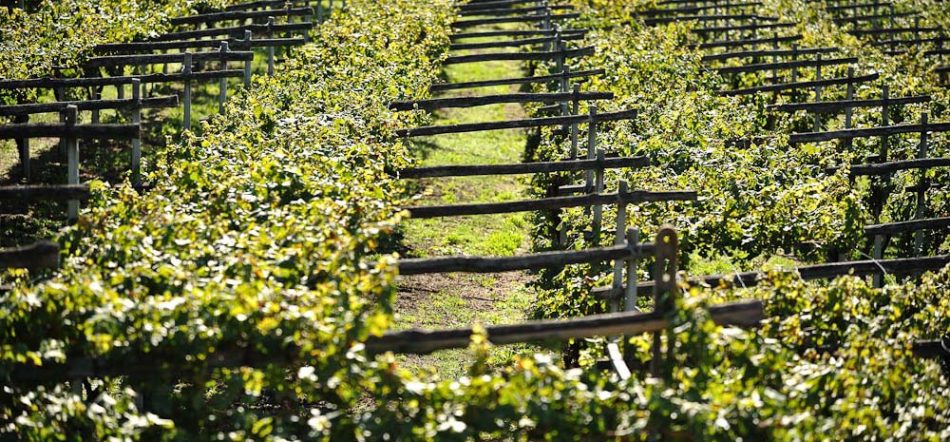 La riscossa dell’Erbaluce di Caluso