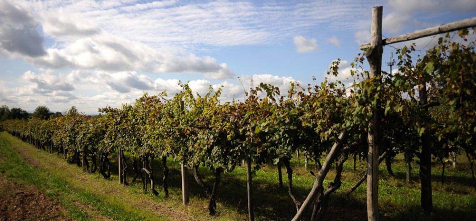 La riscossa dell’Erbaluce di Caluso