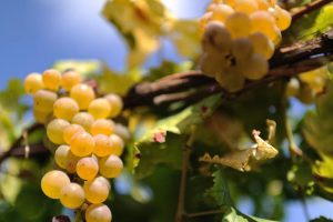 L’Erbaluce di Caluso verso una nuova era: crescono produzione, valori e mercato