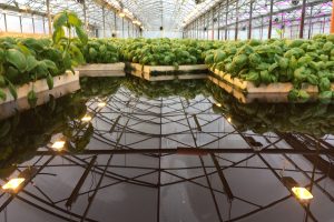 Il Bettolino, Basilico Idroponico