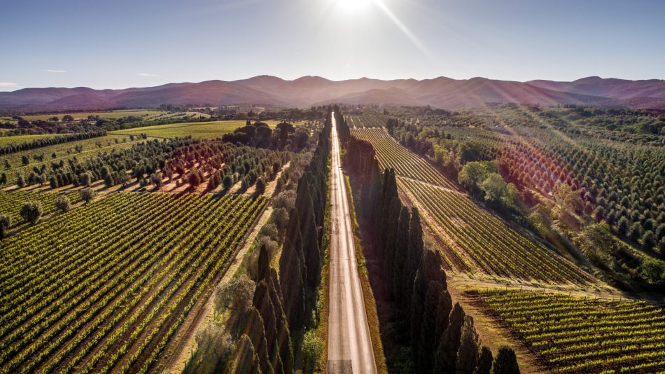 San Felice (Bell’Aja) cresce a Bolgheri, con l’acquisizione della griffe Batzella