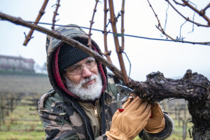 Formazione, sostenibilità, longevità: le parole chiave per i vigneti del futuro Formazione, sostenibilità, longevità: le parole chiave per i vigneti del futuro