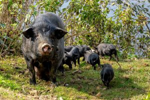La Peste Suina Africana mette in allarme la filiera suinicola italiana: stop all’attività venatoria La Peste Suina Africana mette in allarme la filiera suinicola italiana: stop all’attività venatoria