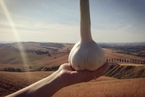 Podere La Frattina, Aglione