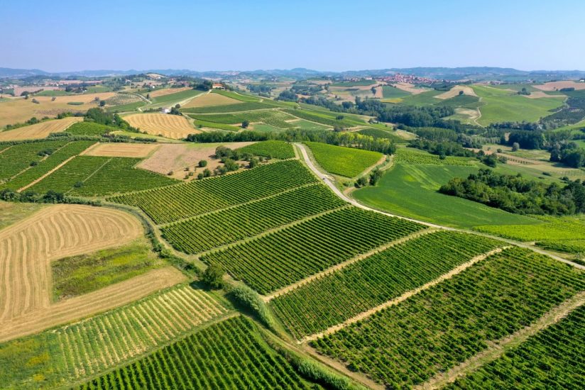 I vigneti del Ruchè, nel Monferrato