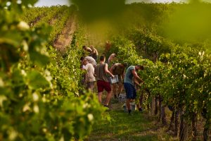 San Patrignano, il riscatto passa in cantina, con i vini prodotti insieme a Luca D’Attoma San Patrignano, il riscatto passa in cantina, con i vini prodotti insieme a Luca D’Attoma