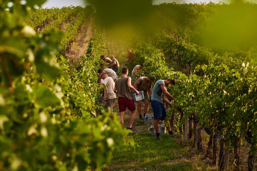 La vendemmia 2021 a San Patrignano