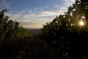 Dall’Appenino al Tirreno, dagli Etruschi al poeta Redi: l’“Altra Toscana” del vino si racconta Dall’Appenino al Tirreno, dagli Etruschi al poeta Redi: l’“Altra Toscana” del vino si racconta