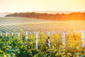 France, Italy and Spain lead the world shipments. But wine “weighs” more in Georgia