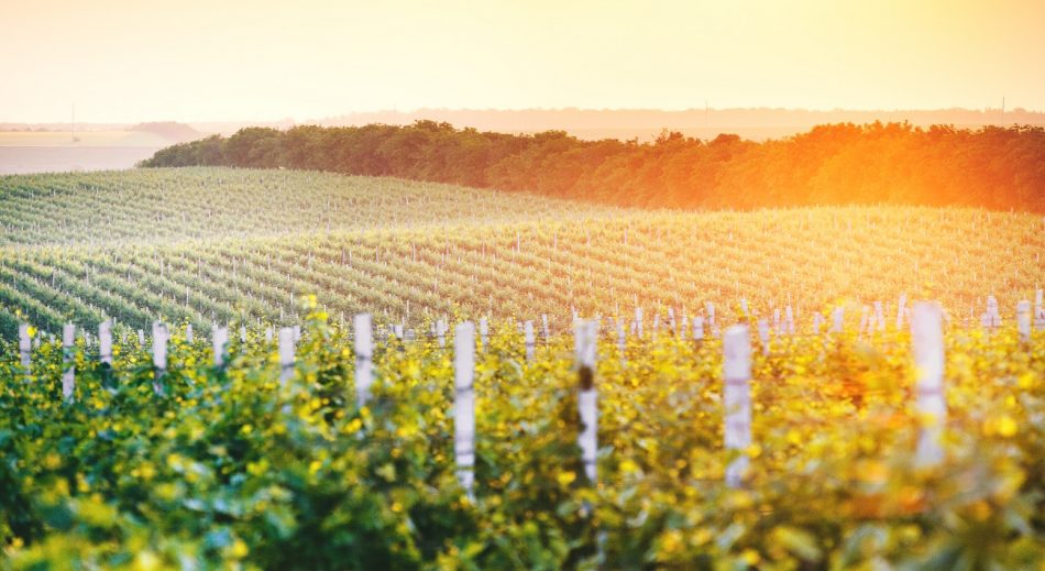 I vigneti della Moldova