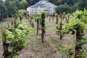 &ldquo;Vigna del Gallo-Diego Planeta&rdquo; and &ldquo;Etna Urban Winery&rdquo; in the Urban Vineyard Association