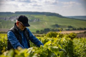 Dalla distribuzione alla produzione: ecco Alberto Massucco Champagne, primo dal nome italiano