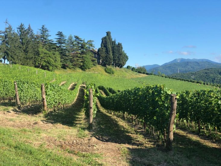 I vigneti di Monsignore