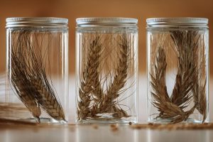 Antico Molino Rosso, Farine di Grani Antichi