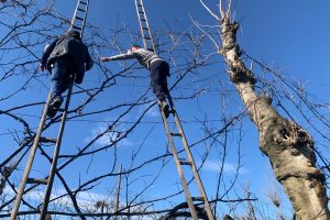 Alberata Aversana e Asprinio: il patrimonio unico della viticoltura campana punta all’Unesco