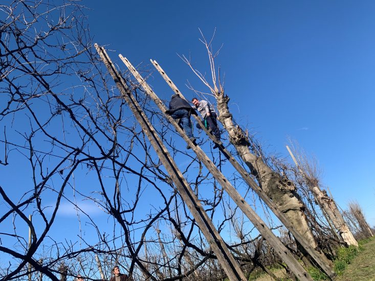 Le viti di Asprinio arrampicate sui pioppi: l’Alberata Aversana
