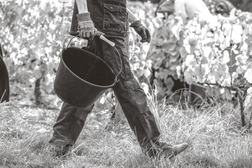 Tra i filari di Jacquesson