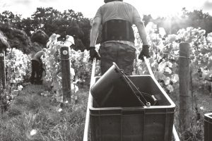 François Pinault azionista unico della maison Jacquesson, punto di riferimento dello Champagne